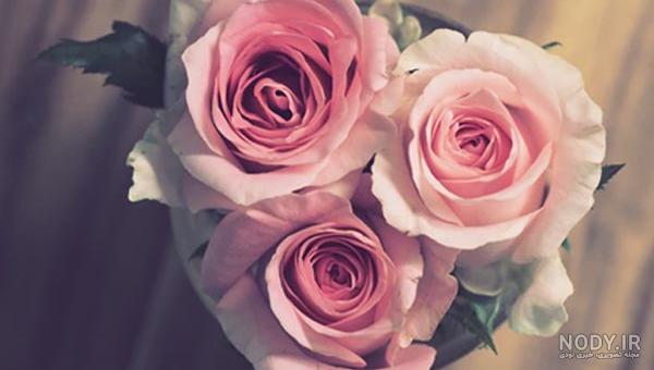 عکس گل رز آبی و قرمز و سفید