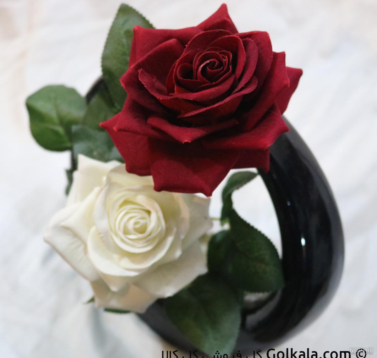 عکس گل رز دو رنگ قرمز و سفید