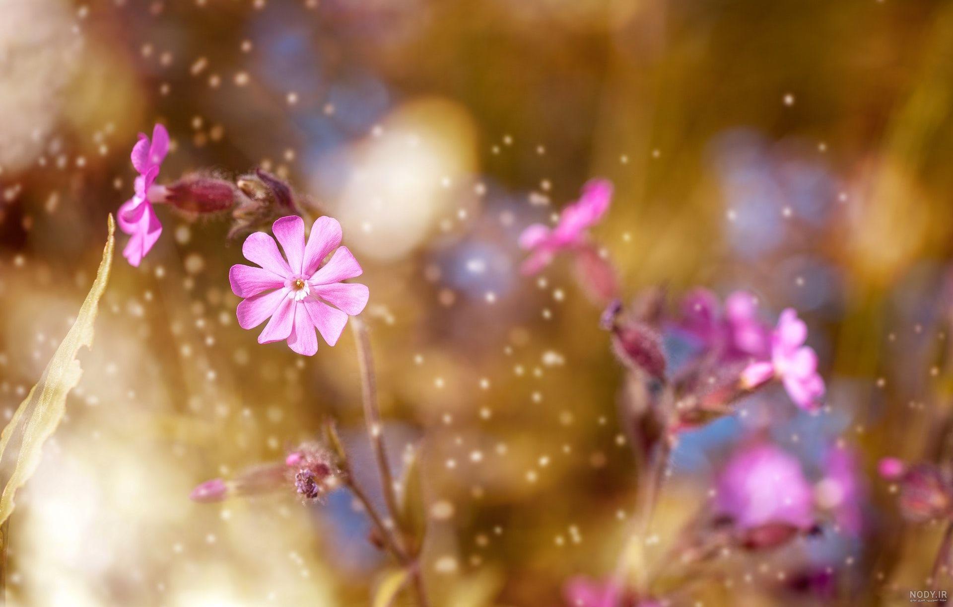 عکس گل نوشته دار برای معلم عکس گل نوشته دار برای معلم