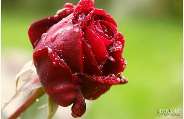 عکس گل های زیبای جهان عکس گل های زیبای جهان