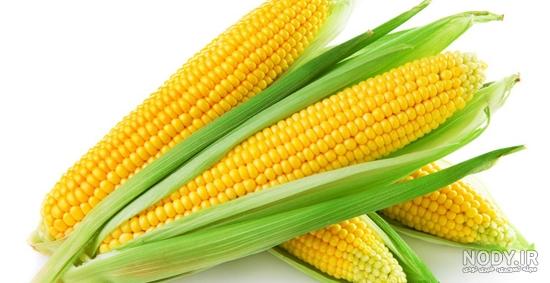 عکس گیاه ذرت