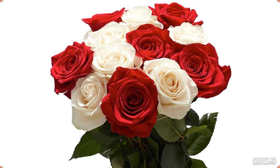 عکسهای گل رز قرمز و سفید