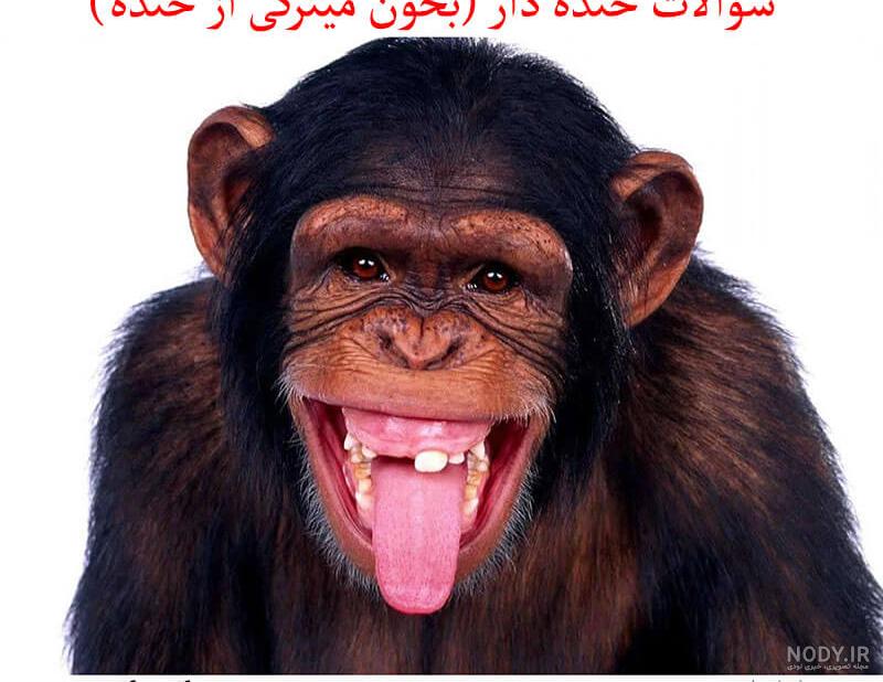 متن طنز کوتاه متن طنز کوتاه