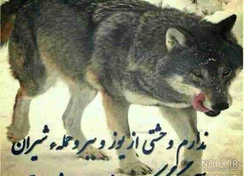 متن گرگ برای تاتو