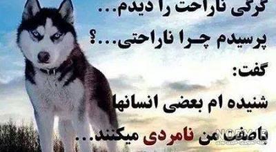 گرگ صفت نباش