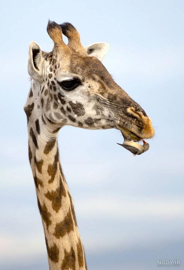 عکس زرافه کیوت