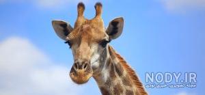  عکس زرافه کیوت