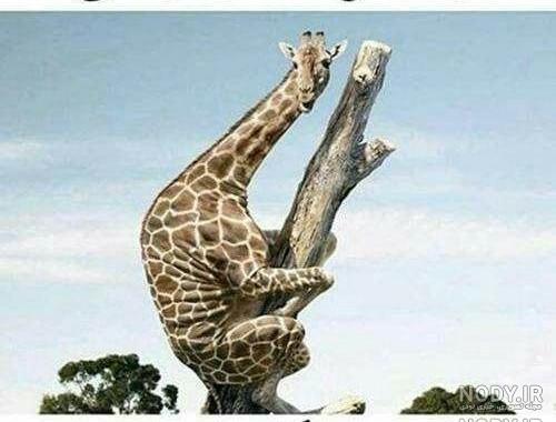  عکس زرافه کیوت
