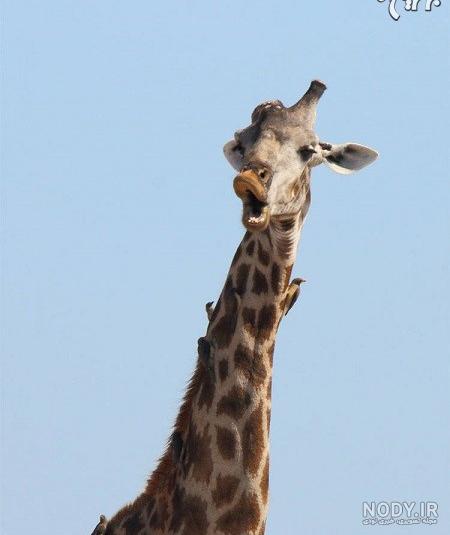  عکس زرافه کیوت
