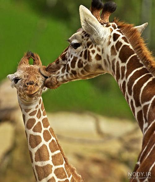  عکس زرافه کیوت