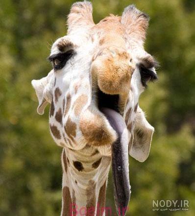 عکس زرافه کیوت