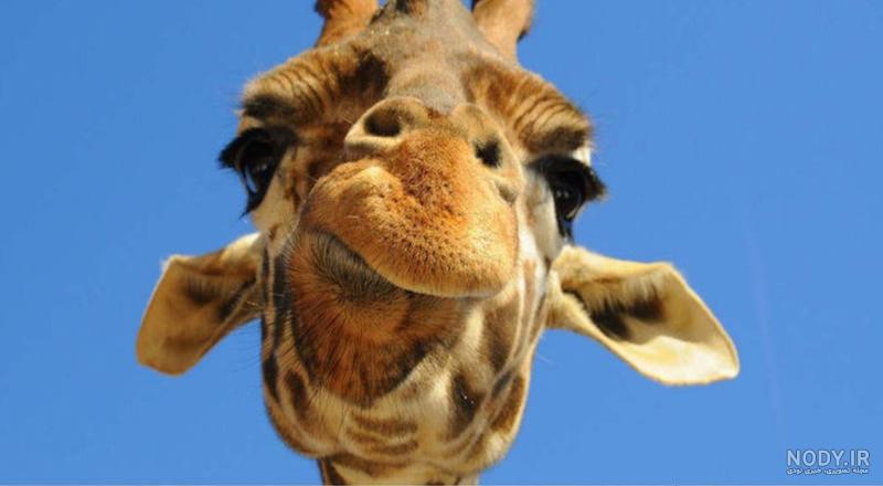  عکس زرافه کیوت