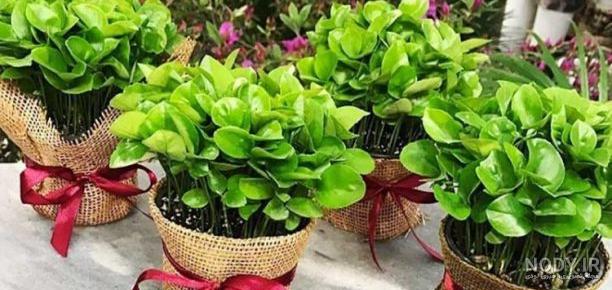 انواع سبزه عید با بذرهای مختلف