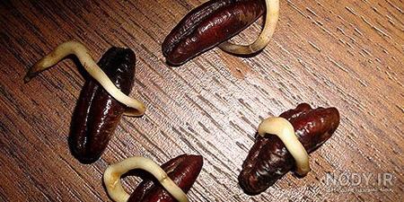 انواع سبزه ی عید
