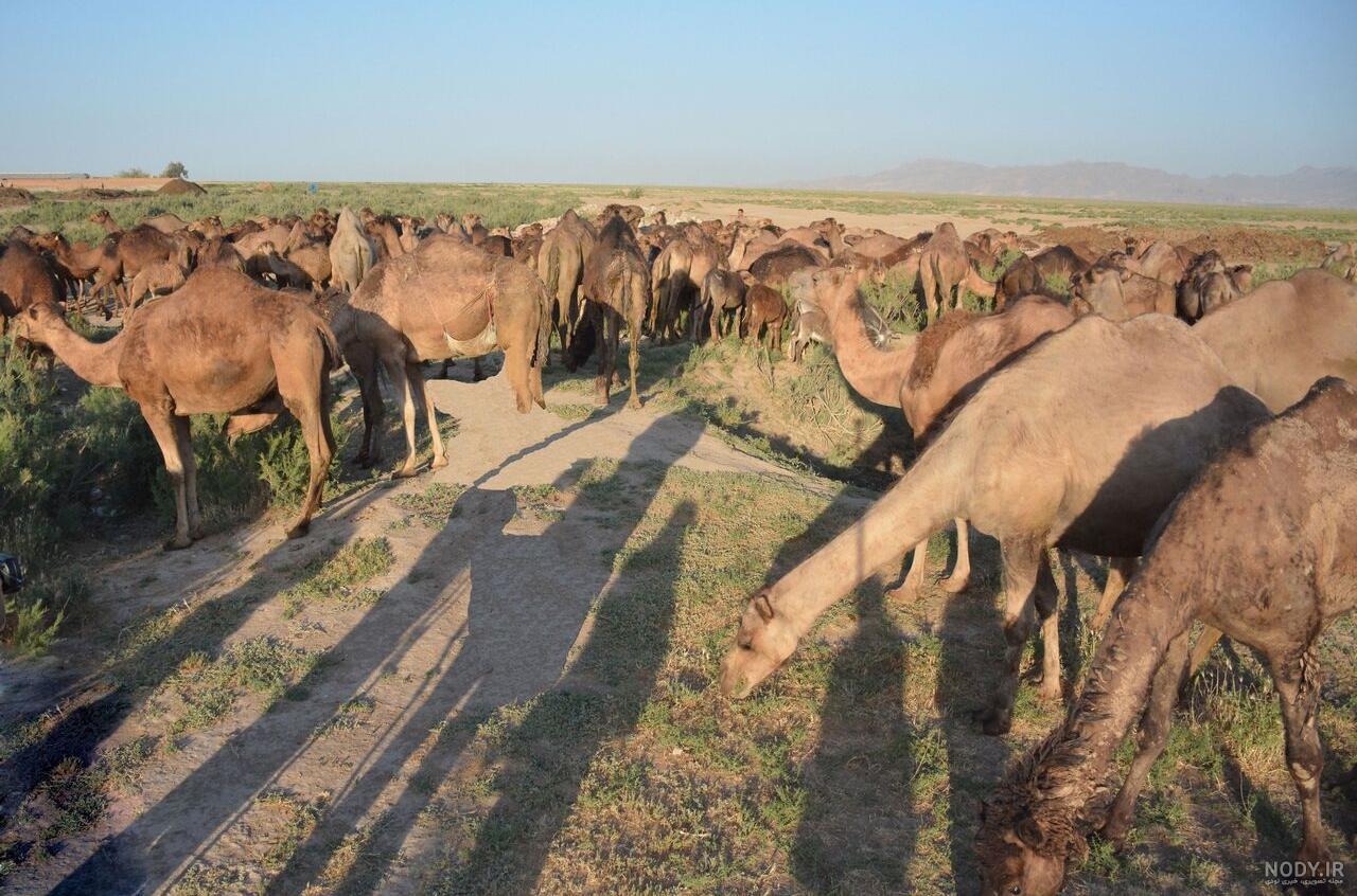 این خیلی سخته گربه را پیدا کنید این خیلی سخته گربه را پیدا کنید