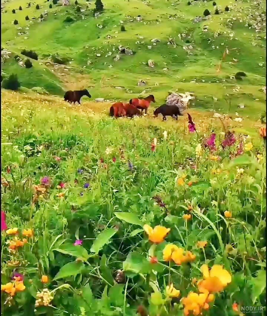 تصاویر سردشت دزفول