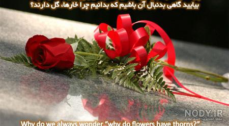 تصاویر گلهای زیبا با متن عاشقانه تصاویر گلهای زیبا با متن عاشقانه
