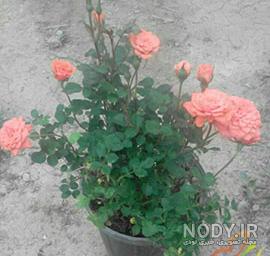 تکثیر گل ساناز