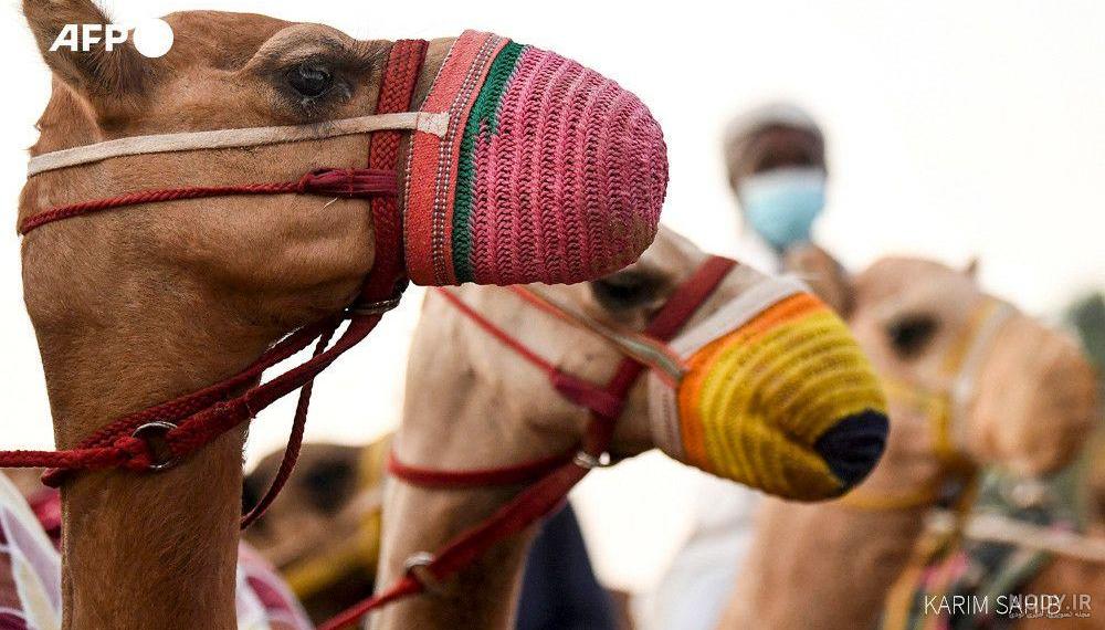 جواب خرگوش را در تصویر پیدا کنید جواب خرگوش را در تصویر پیدا کنید