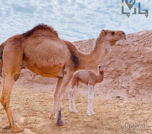 جواب معما موش را پیدا کنید جواب معما موش را پیدا کنید
