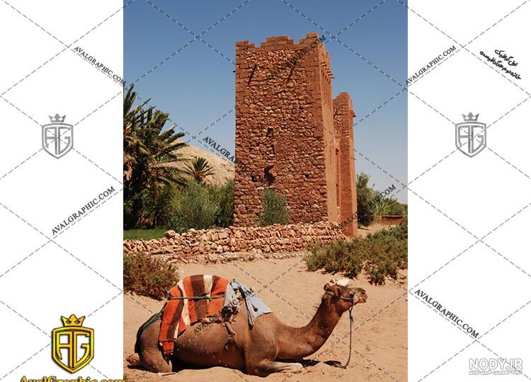 در تصویر زیر گربه پنهان شده را پیدا کنید در تصویر زیر گربه پنهان شده را پیدا کنید