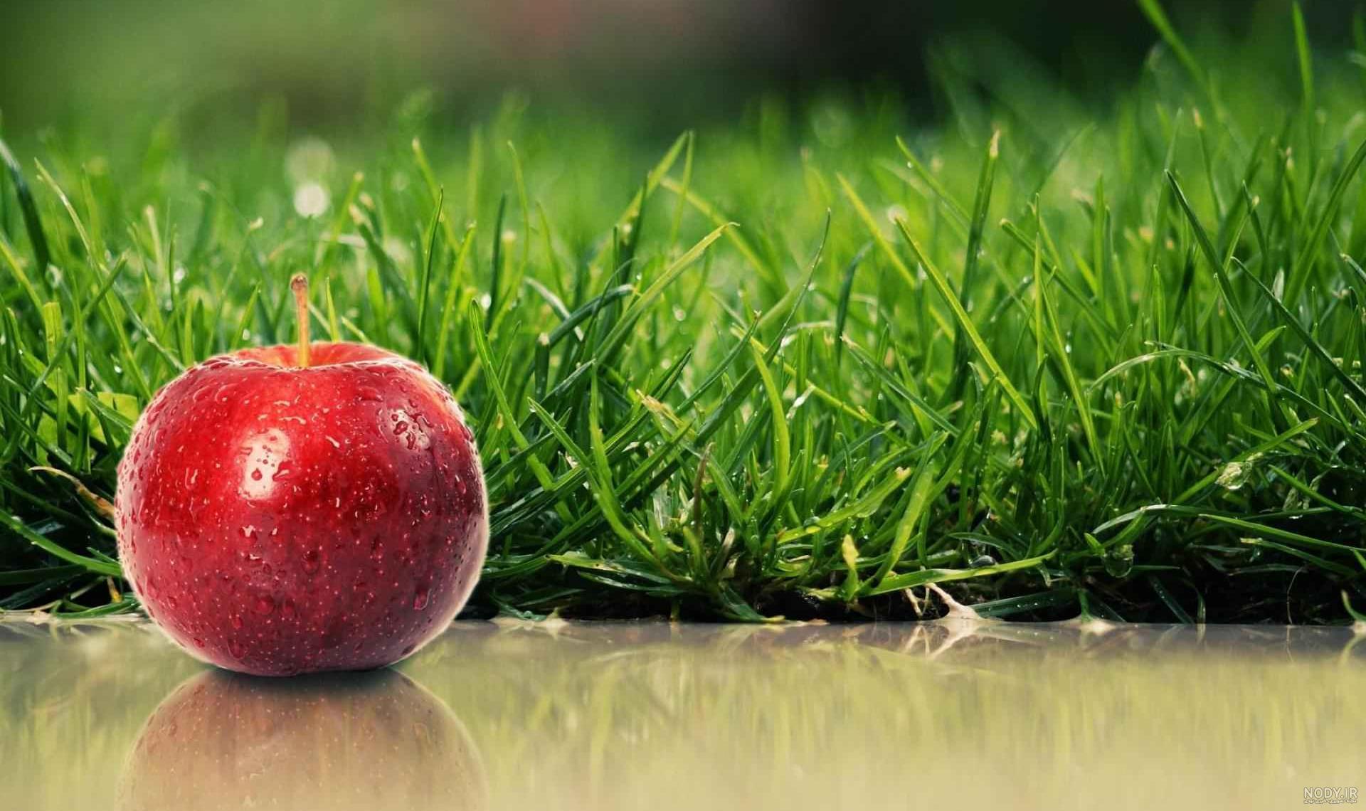 زمان کاشت انواع سبزه عید