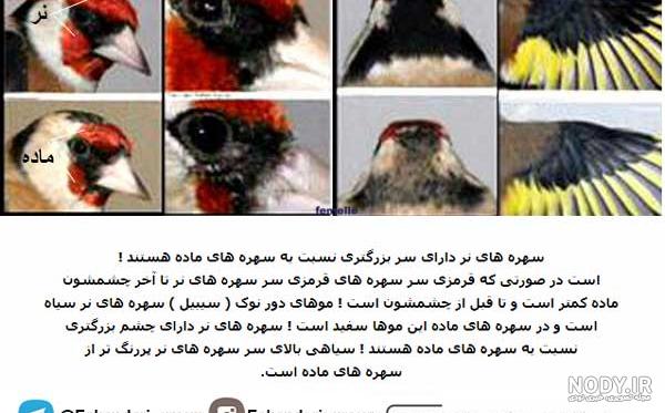 عجایب عقاب عجایب عقاب