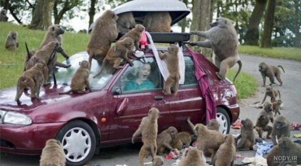 عکس از حمله میمون ها