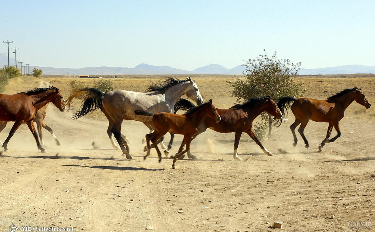عکس اسب های دره شوری