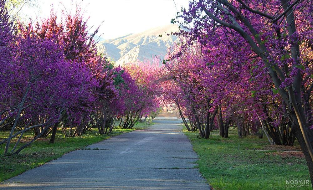 عکس بهار تهران