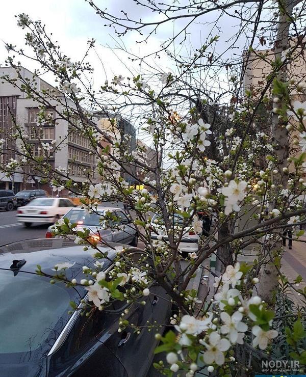 عکس بهاره تهرانی عکس بهاره تهرانی