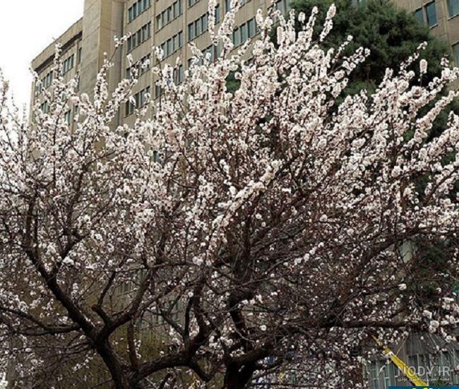 عکس بهاری در تهران عکس بهاری در تهران