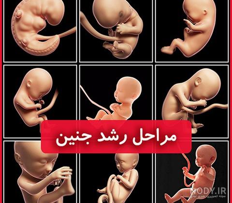 عکس جنین ده روزه سقط شده