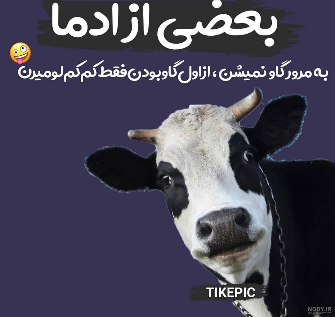 عکس خنده دار از گاوها