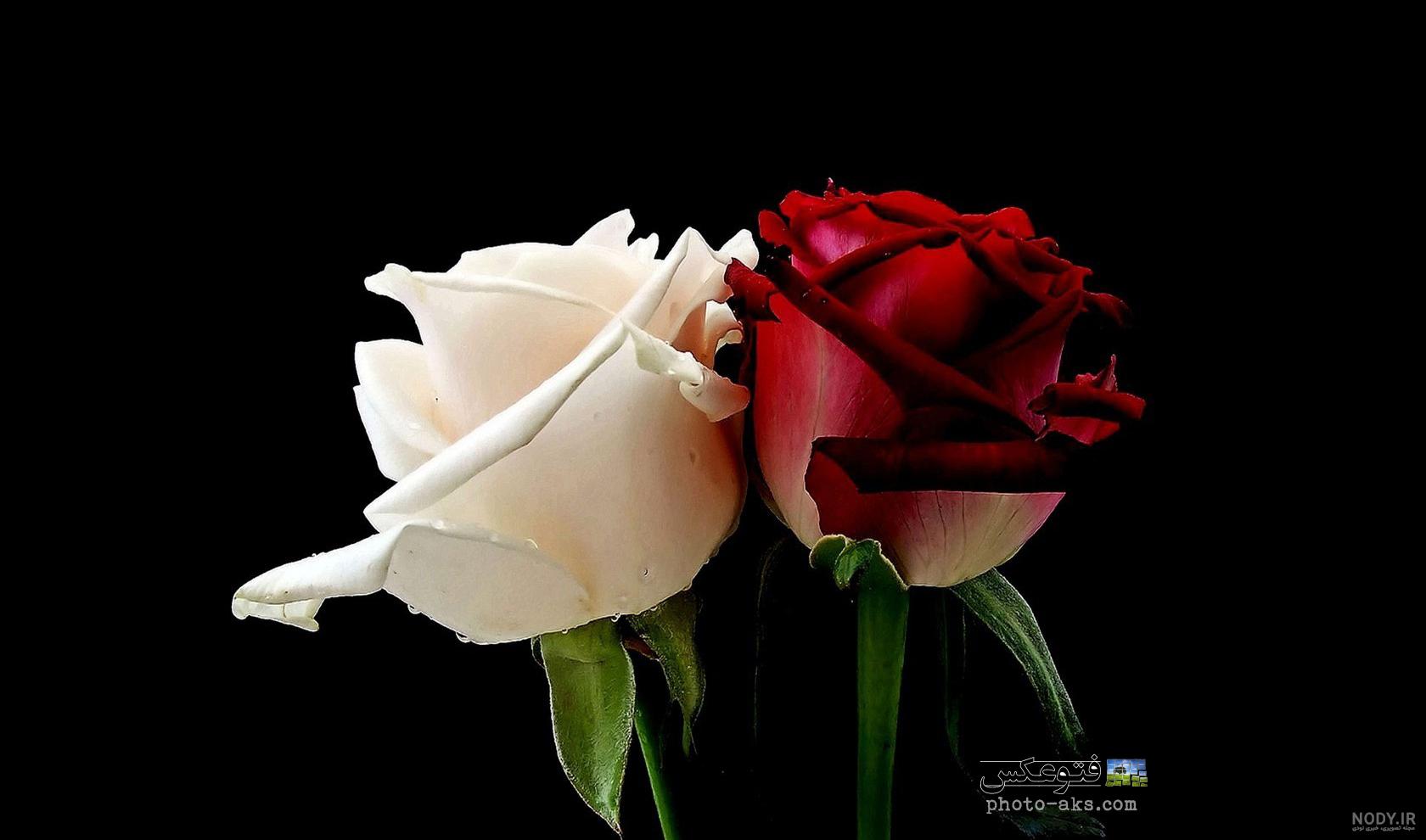 عکس سبد گل رز قرمز