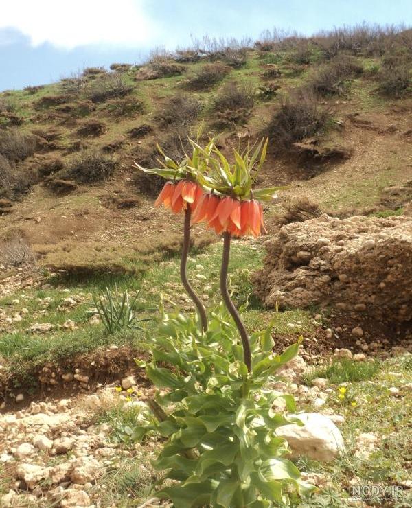 عکس شهیدان