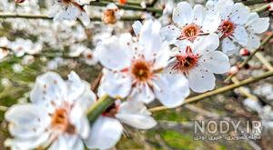 عکس شکوفه برای پروفایل عکس شکوفه برای پروفایل