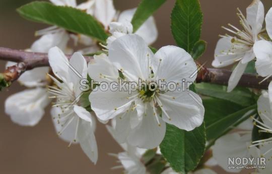 عکس شکوفه سیب عکس شکوفه سیب