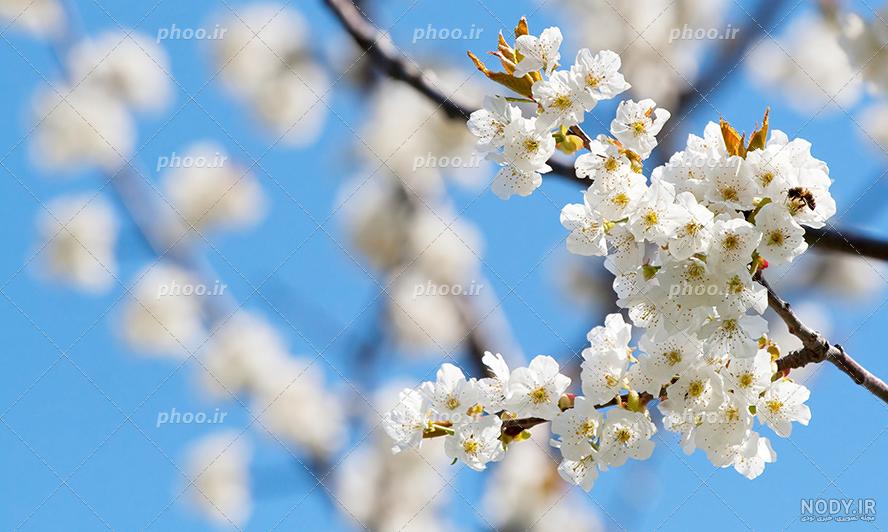 عکس شکوفه های بهاری برای تصویر زمینه عکس شکوفه های بهاری برای تصویر زمینه