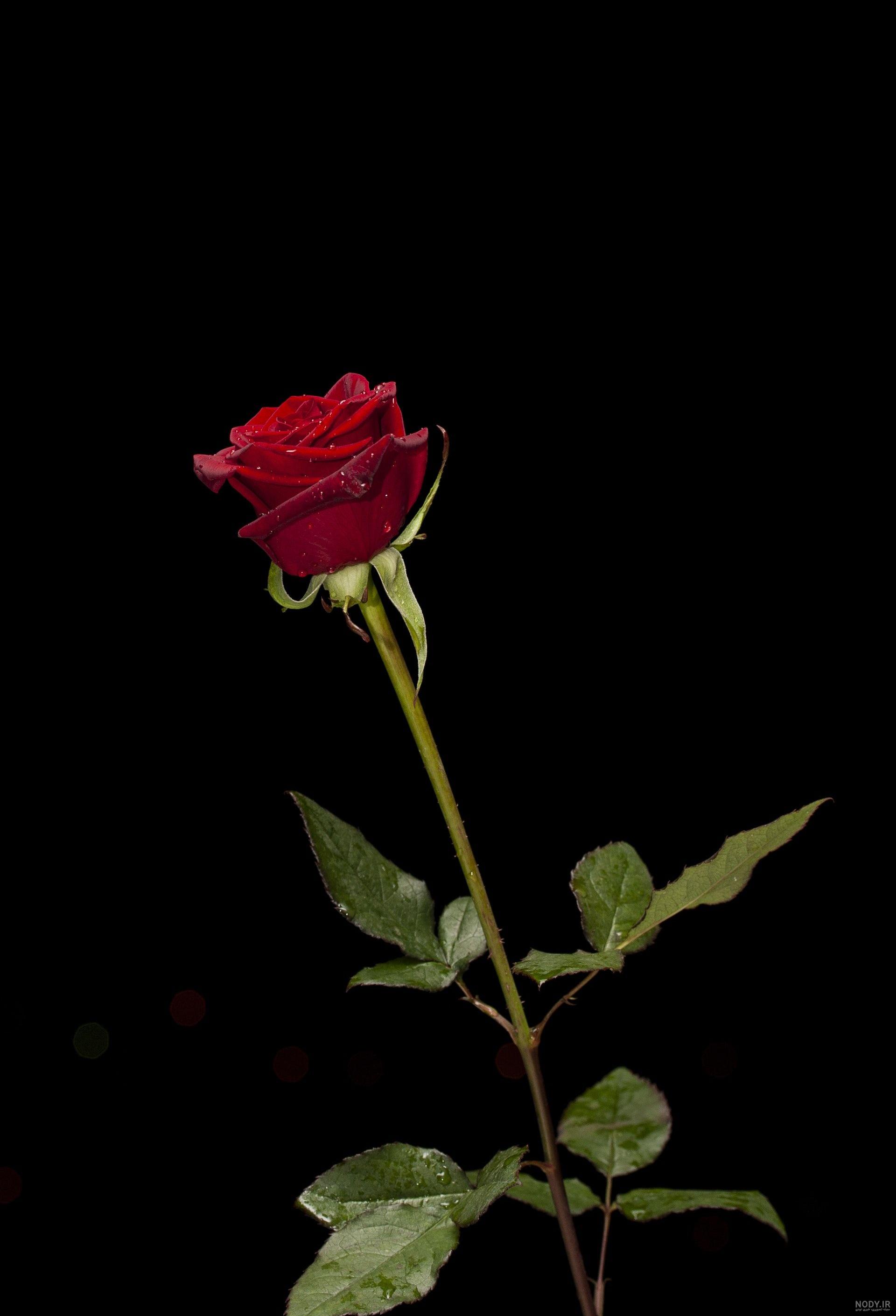 عکس صفحه سیاه با گل عکس صفحه سیاه با گل
