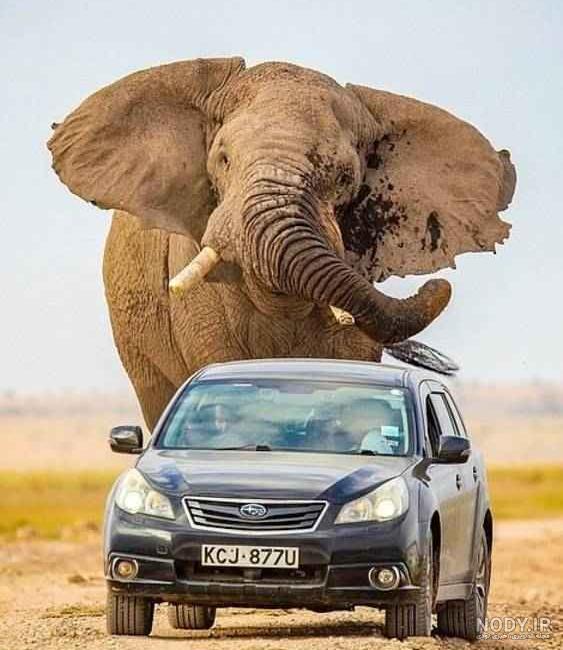 عکس فیل ترسناک
