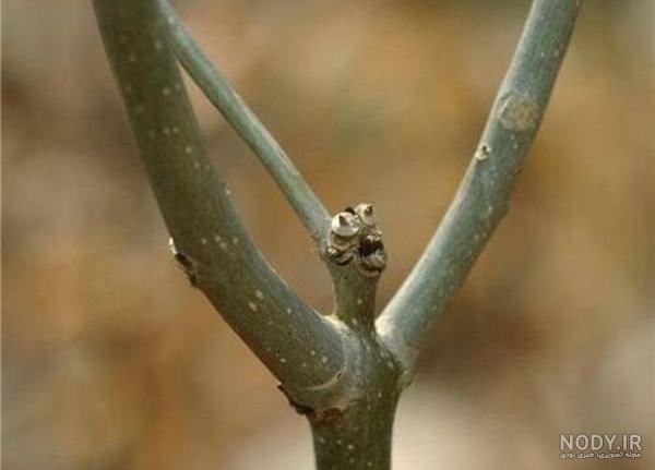 عکس نوشته خدایا اخه چرا من عکس نوشته خدایا اخه چرا من