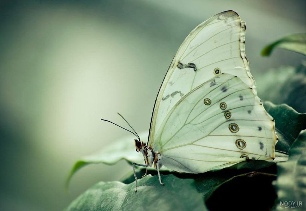 عکس پروانه از نزدیک