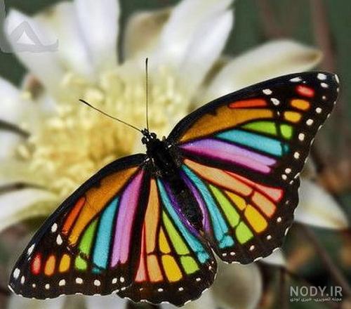 عکس پروفایل پروانه های رنگی