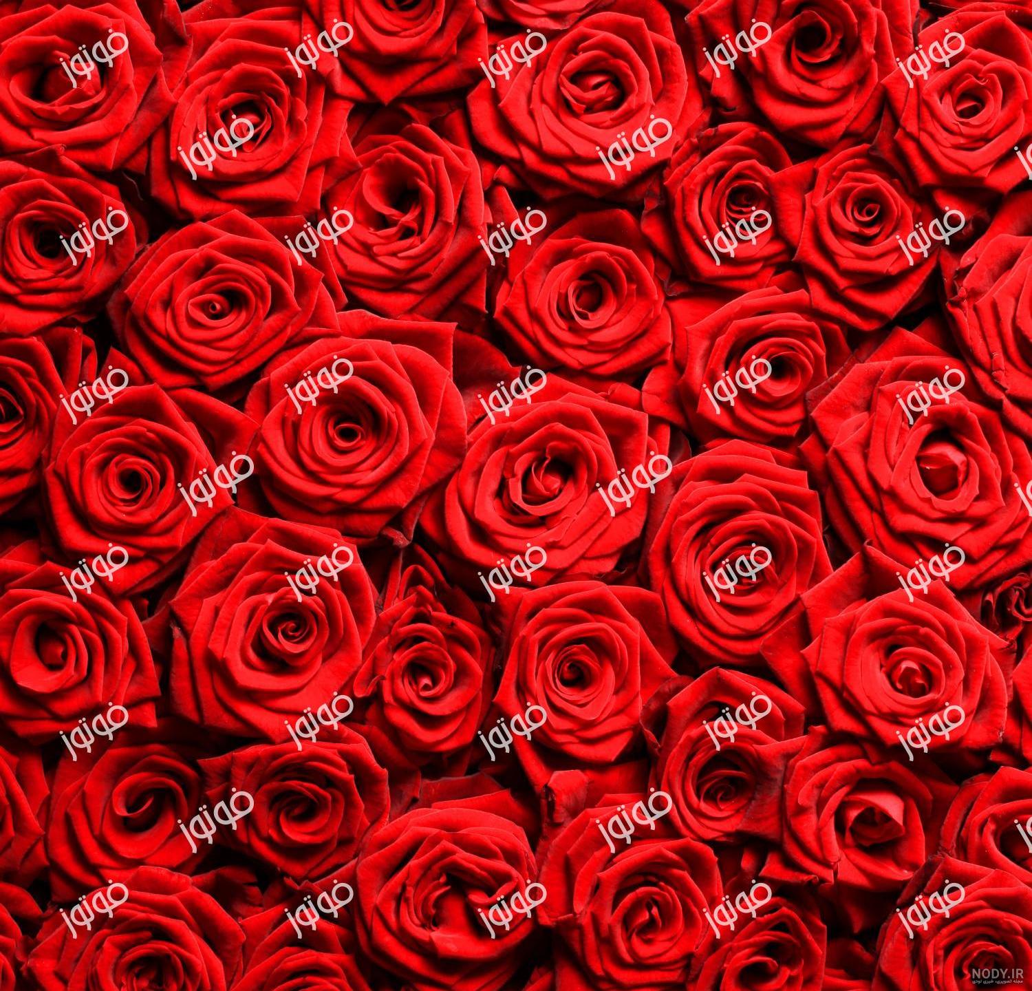 عکس گل عشق جدیدترین