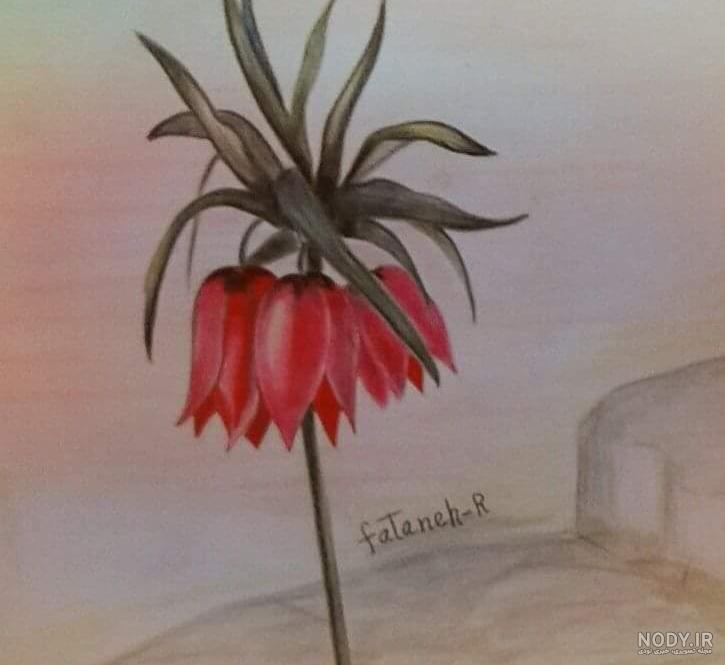 عکس گل لاله بنفش