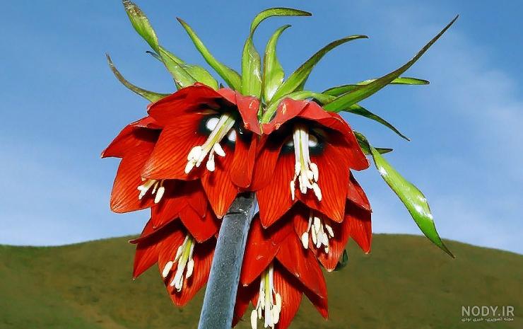 عکس گل لاله قرمز نقاشی