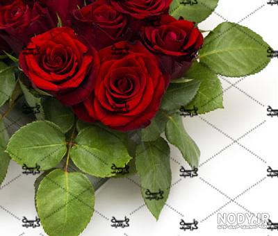 عکس گل های زیبا