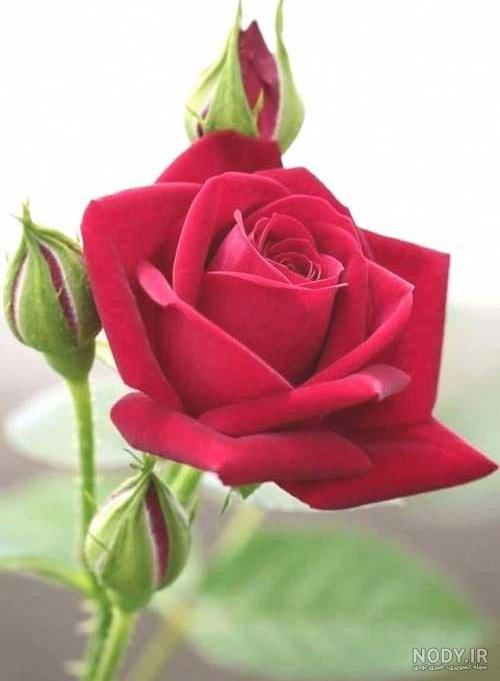 عکس گل های عاشقانه