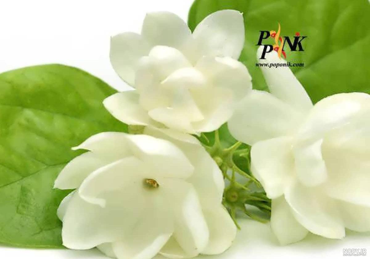 عکس گل یاس زرد